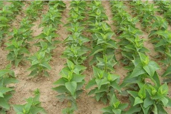 白術種植技術 白術種植時間