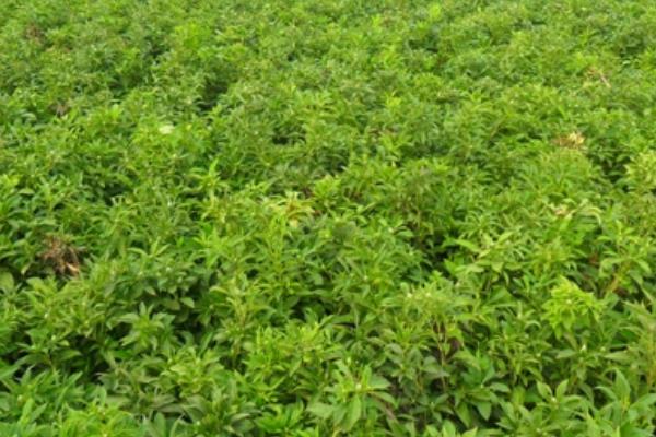 白術種植技術 白術種植時間