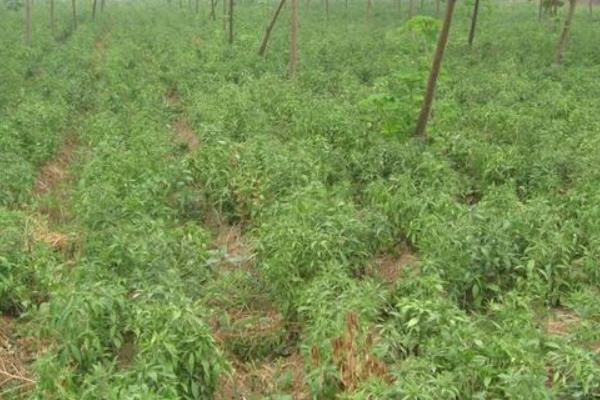 白術種植技術 白術種植時間