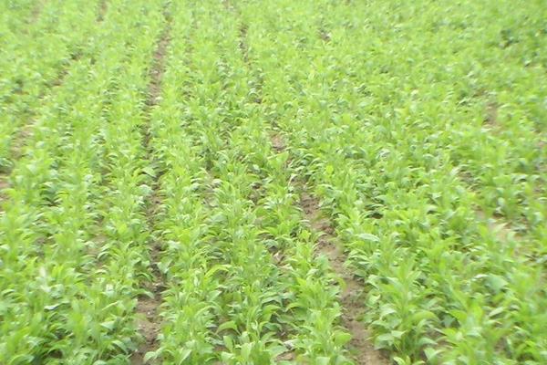 白術種植技術 白術種植時間