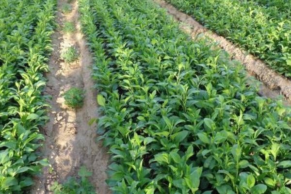 白術種植技術 白術種植時間