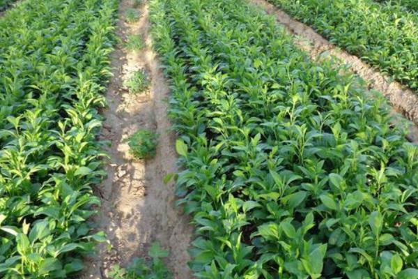 白術畝產量及收益 白術栽培技術