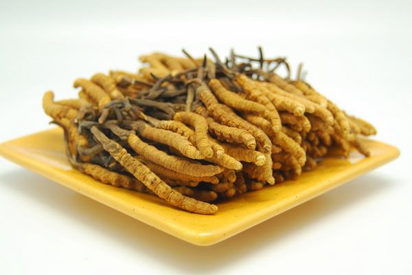 冬蟲夏草怎么吃 冬蟲夏草副作用