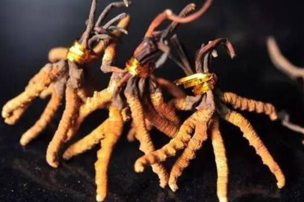 冬蟲夏草是蟲還是草 冬蟲夏草食用方法