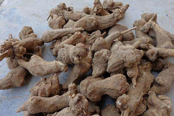 白術的功效與作用及禁忌 白術炮制方法