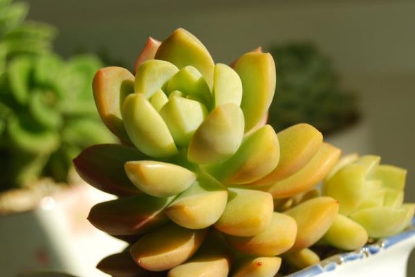 黃麗多肉繁殖方法(葉插) 黃麗多肉什么時候開花