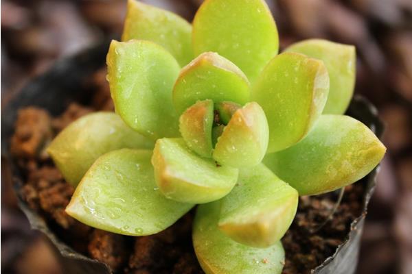 黃麗多肉繁殖方法(葉插) 黃麗多肉什么時候開花