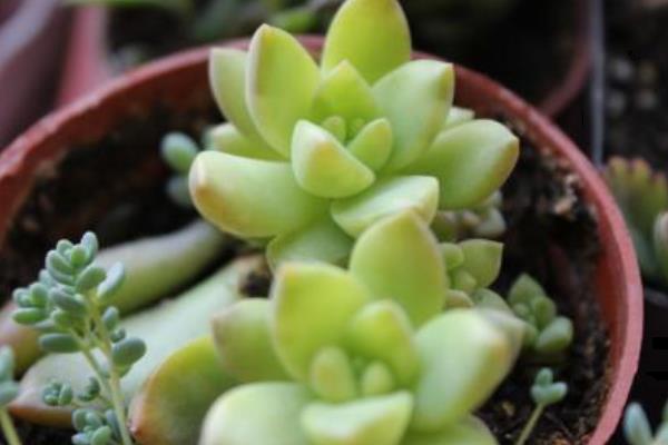 黃麗多肉繁殖方法(葉插) 黃麗多肉什么時候開花