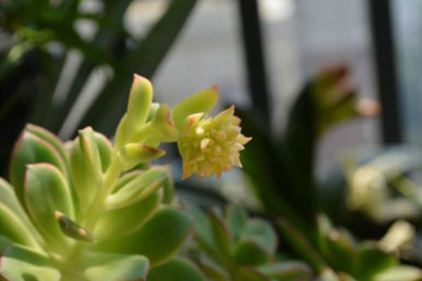 黃麗多肉繁殖方法(葉插) 黃麗多肉什么時候開花