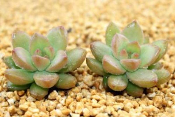 黃麗多肉繁殖方法(葉插) 黃麗多肉什么時候開花