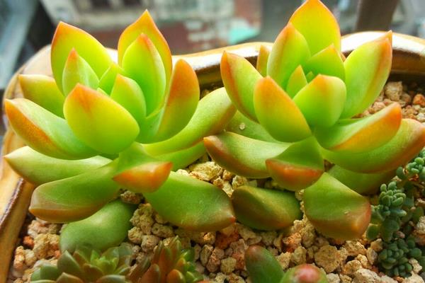 黃麗多肉繁殖方法(葉插) 黃麗多肉什么時候開花