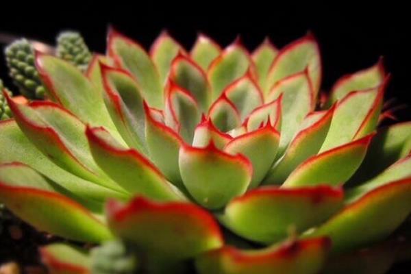 花月夜多肉圖片大全（老樁） 花月夜特點與簡介