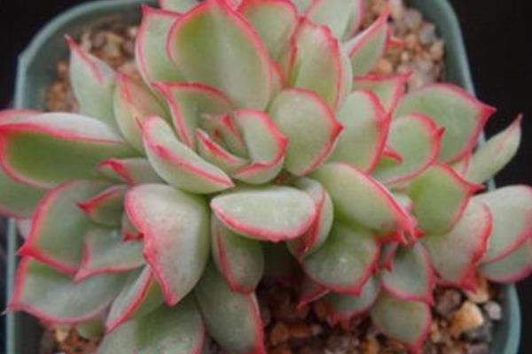 月光女神多肉圖片大全（老樁、開(kāi)花） 月光女神多肉特點(diǎn)與簡(jiǎn)介