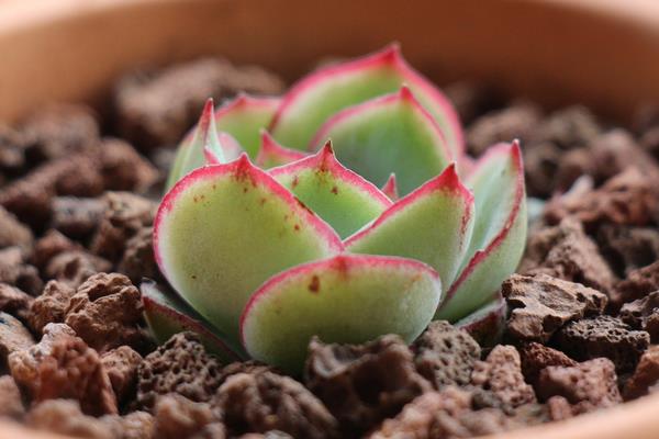 月光女神多肉市場價格多少錢一盆  月光女神的生長習(xí)性和養(yǎng)護(hù)方式