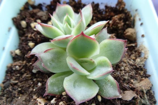 月光女神多肉市場價格多少錢一盆 月光女神的生長習(xí)性和養(yǎng)護(hù)方式