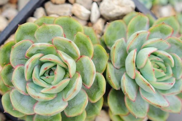 月光女神多肉市場價格多少錢一盆 月光女神的生長習(xí)性和養(yǎng)護(hù)方式