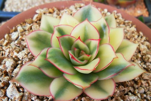 月光女神多肉市場價格多少錢一盆 月光女神的生長習(xí)性和養(yǎng)護(hù)方式