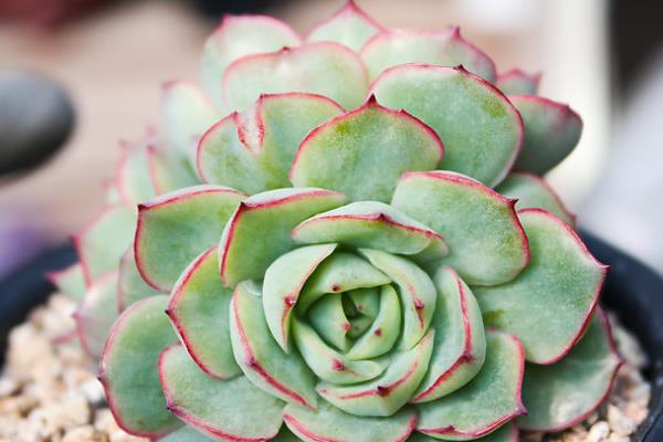 月光女神多肉市場價格多少錢一盆 月光女神的生長習(xí)性和養(yǎng)護(hù)方式