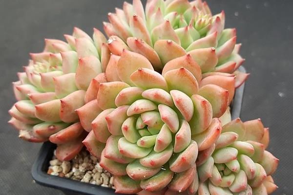 月光女神多肉市場價格多少錢一盆 月光女神的生長習(xí)性和養(yǎng)護(hù)方式