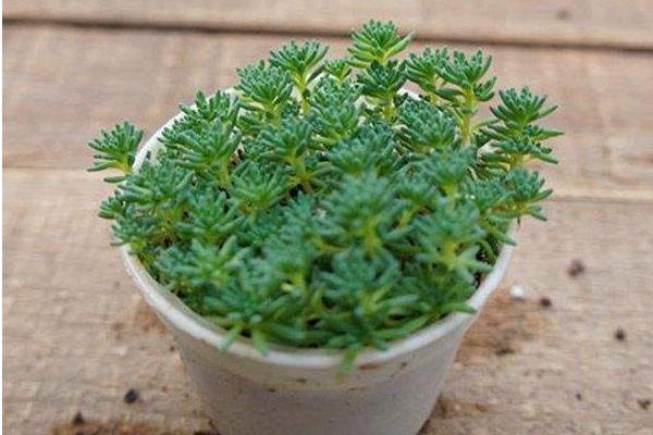 薄雪萬年草和球松的區(qū)別是什么 薄雪萬年草的養(yǎng)護(hù)技巧