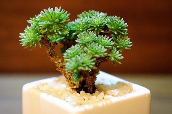 薄雪萬年草和球松的區別是什么 薄雪萬年草的養護技巧