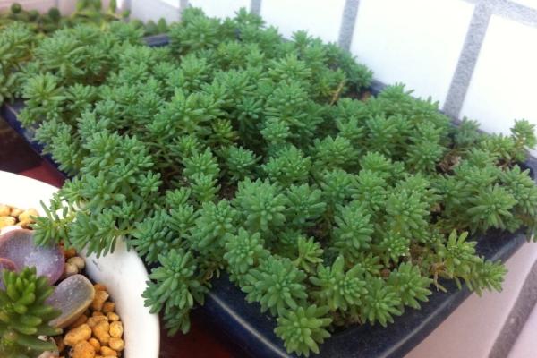 薄雪萬年草和球松的區別是什么 薄雪萬年草的養護技巧