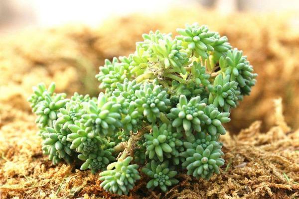 薄雪萬年草和球松的區別是什么 薄雪萬年草的養護技巧