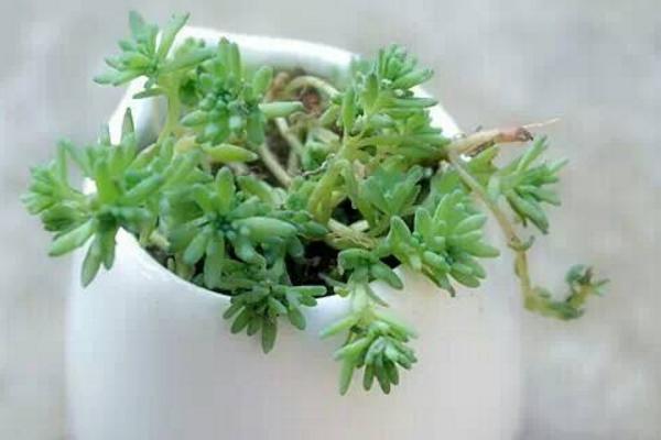 薄雪萬年草和球松的區別是什么 薄雪萬年草的養護技巧