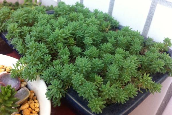 薄雪萬年草葉子干皺是什么原因 薄雪萬年草植株腐爛怎么辦