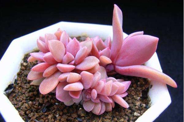 初戀多肉的繁殖方法（扦插） 初戀的養護技巧