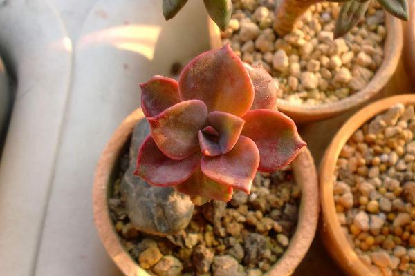 初戀多肉怎么養快速爆盆 初戀多肉養殖方法與注意事項