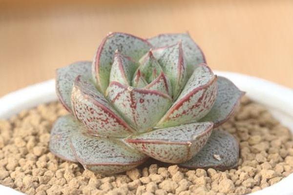 大和錦多肉怎么養 大和錦養殖方法與注意事項