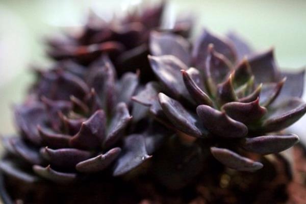 黑王子多肉圖片大全（含開花、老樁） 黑王子特點與簡介