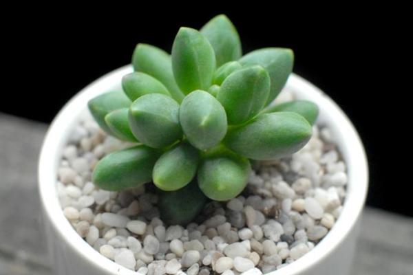 多肉植物千代田之松和藍黛蓮的區別是什么 千代田之松有哪些繁殖方式