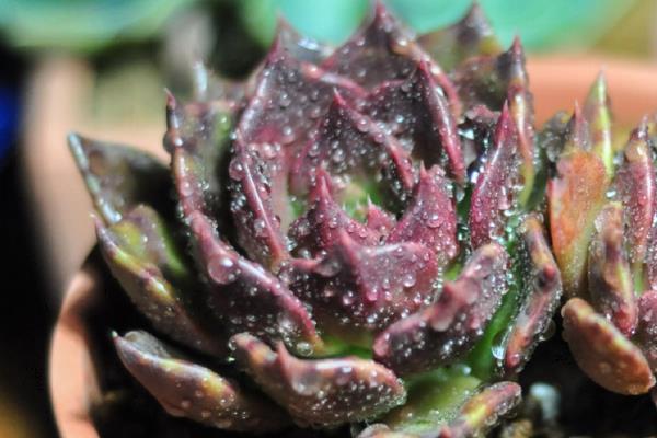 多肉黑王子會開花嗎 黑王子多肉什么時候開花