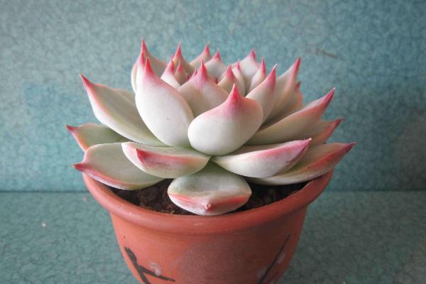 吉娃蓮什么時候開花 吉娃蓮繁殖方法（葉插）