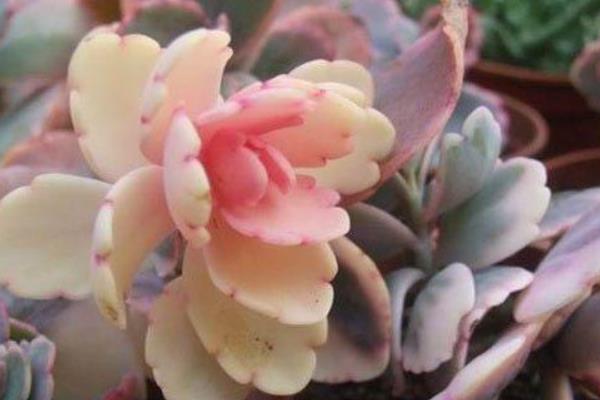 玉吊鐘怎么養 玉吊鐘開花后的注意事項