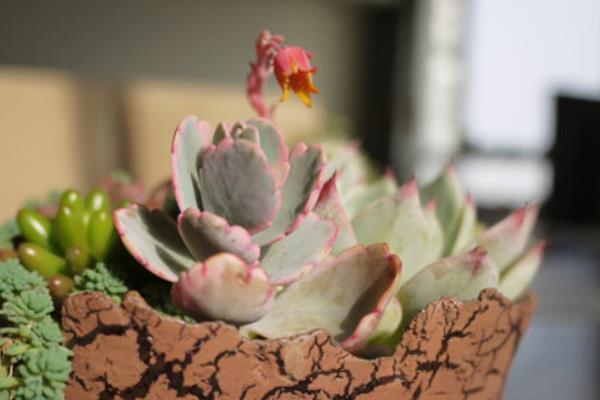 玉吊鐘怎么養 玉吊鐘開花后的注意事項