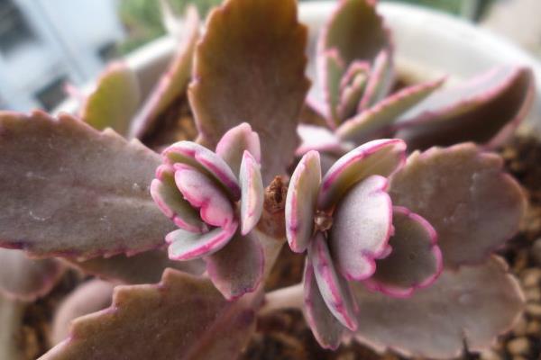 玉吊鐘怎么養 玉吊鐘開花后的注意事項