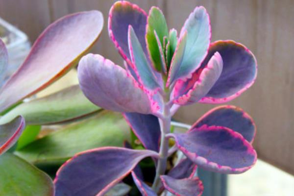 玉吊鐘怎么養 玉吊鐘開花后的注意事項