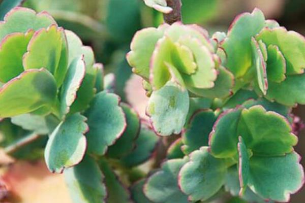 玉吊鐘怎么養 玉吊鐘開花后的注意事項