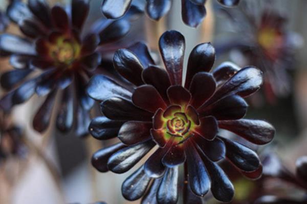 綠法師和黑法師多肉哪個貴 黑法師市場價格多少錢一盆