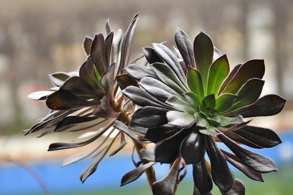 綠法師和黑法師多肉哪個貴 黑法師市場價格多少錢一盆