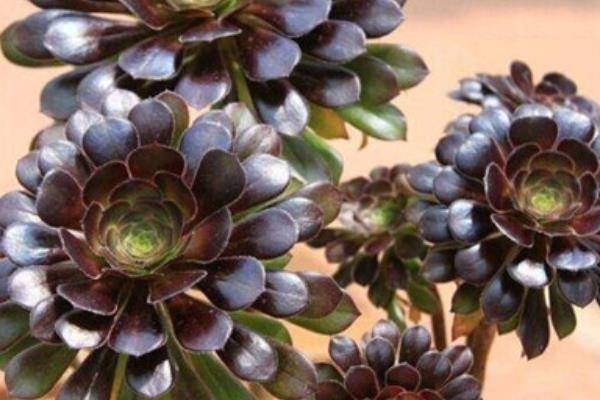 綠法師和黑法師多肉哪個貴 黑法師市場價格多少錢一盆