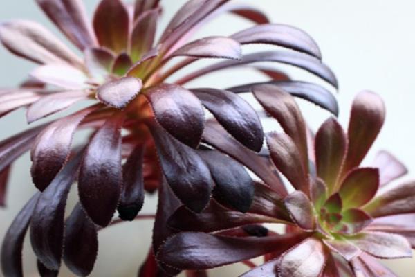 綠法師和黑法師多肉哪個貴 黑法師市場價格多少錢一盆