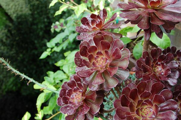 綠法師和黑法師多肉哪個貴 黑法師市場價格多少錢一盆