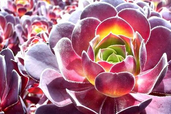 綠法師和黑法師多肉哪個貴 黑法師市場價格多少錢一盆