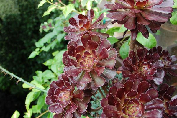 黑法師多肉開花嗎 黑法師怎么繁殖（扦插）