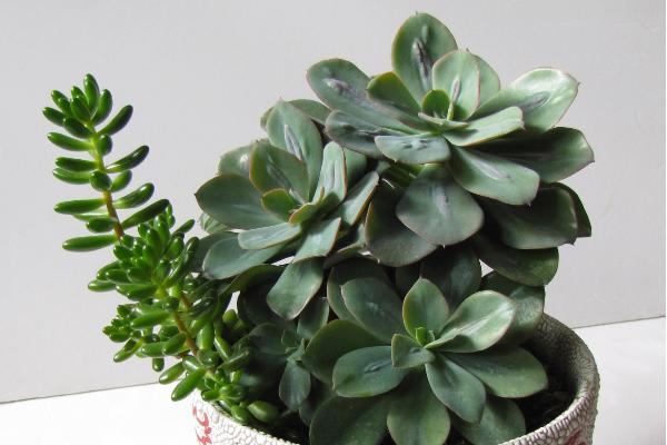 卡梅奧多肉怎么養(yǎng) 卡梅奧養(yǎng)殖方法與注意事項(xiàng)