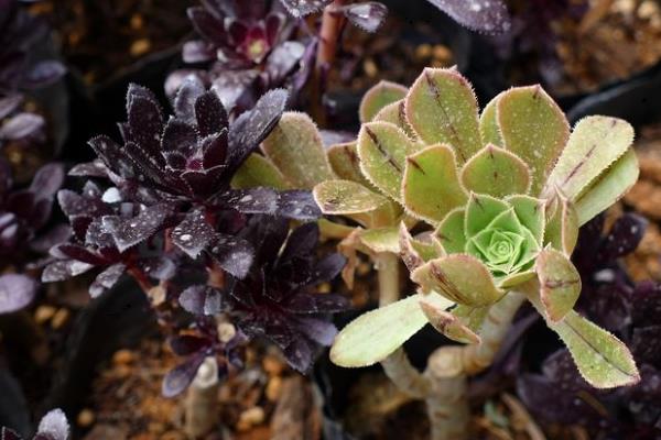 黑法師多肉怎么澆水施肥  黑法師品種大全